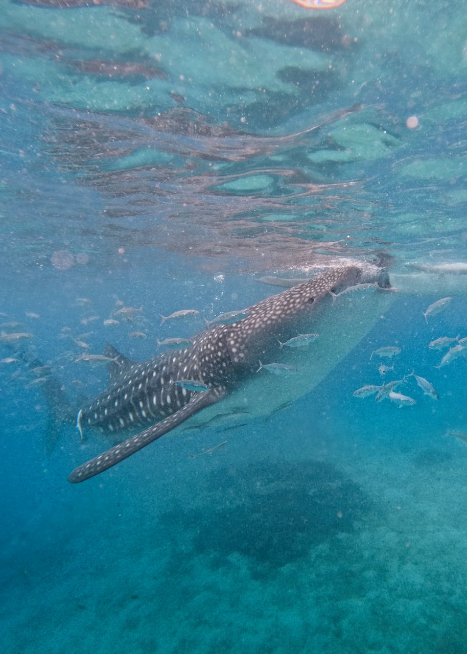 Whale shark eating fish at Oslob, Philippines