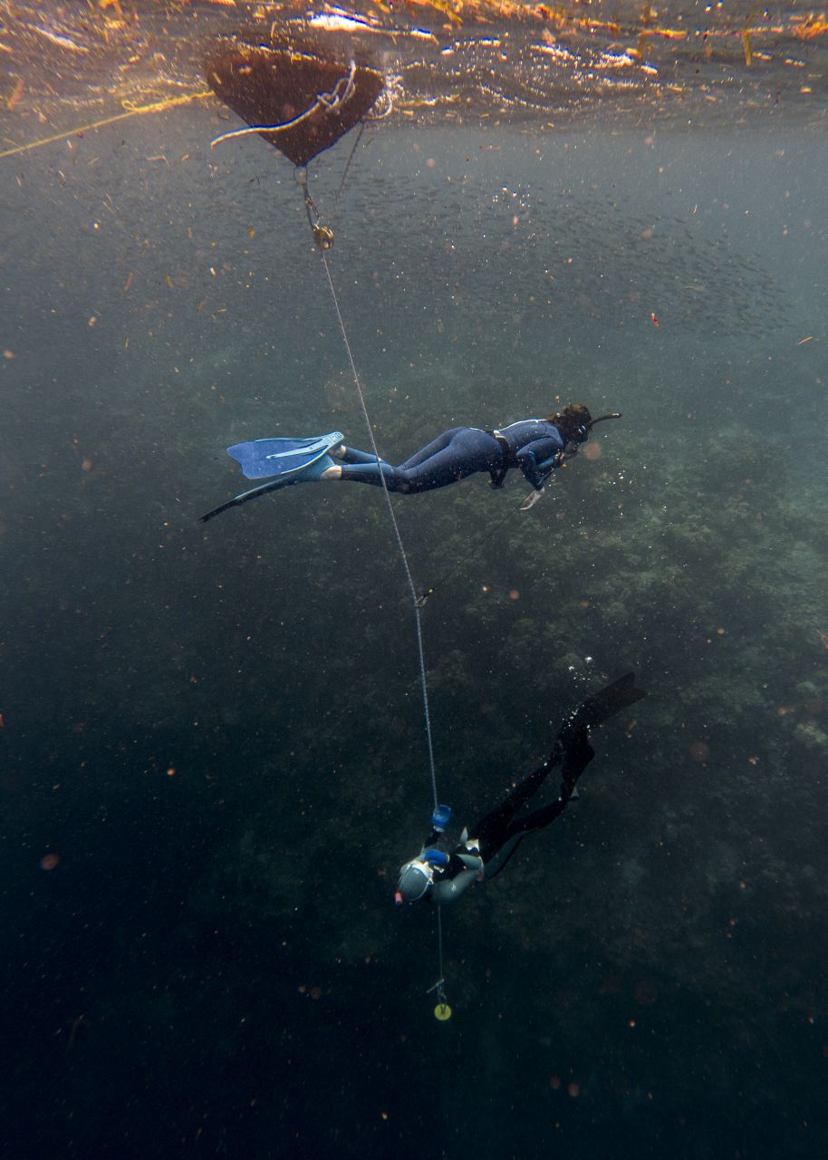 Two women doing free diving underwater, Moalboal, Philippines