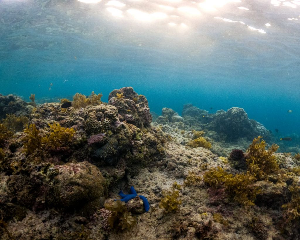Corals in Moalboal, Cebu, Philippines.