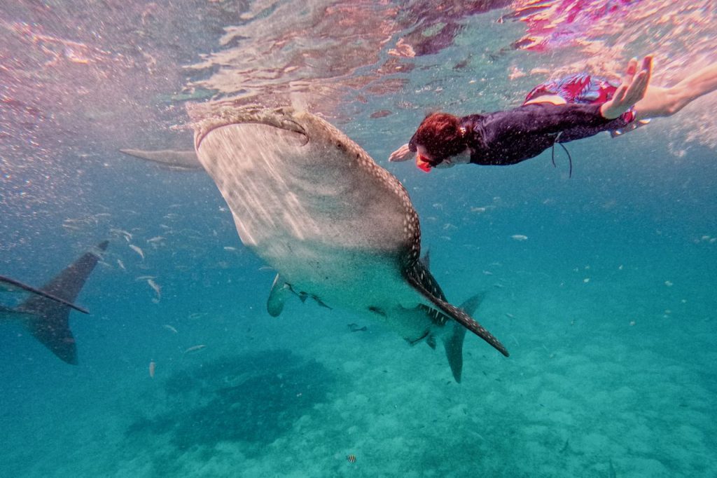 Man swimming with a whaleshark in Oslob, Cebu, Philippines.