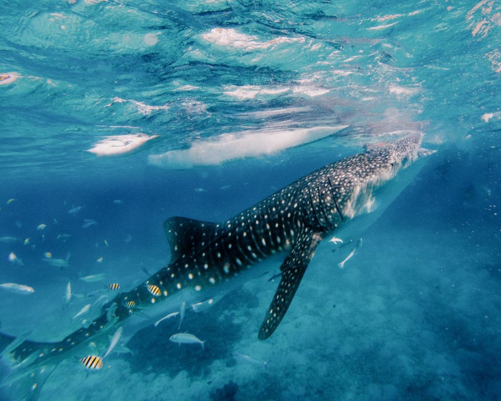 Whaleshark in Oslob, Cebu, Philippines.