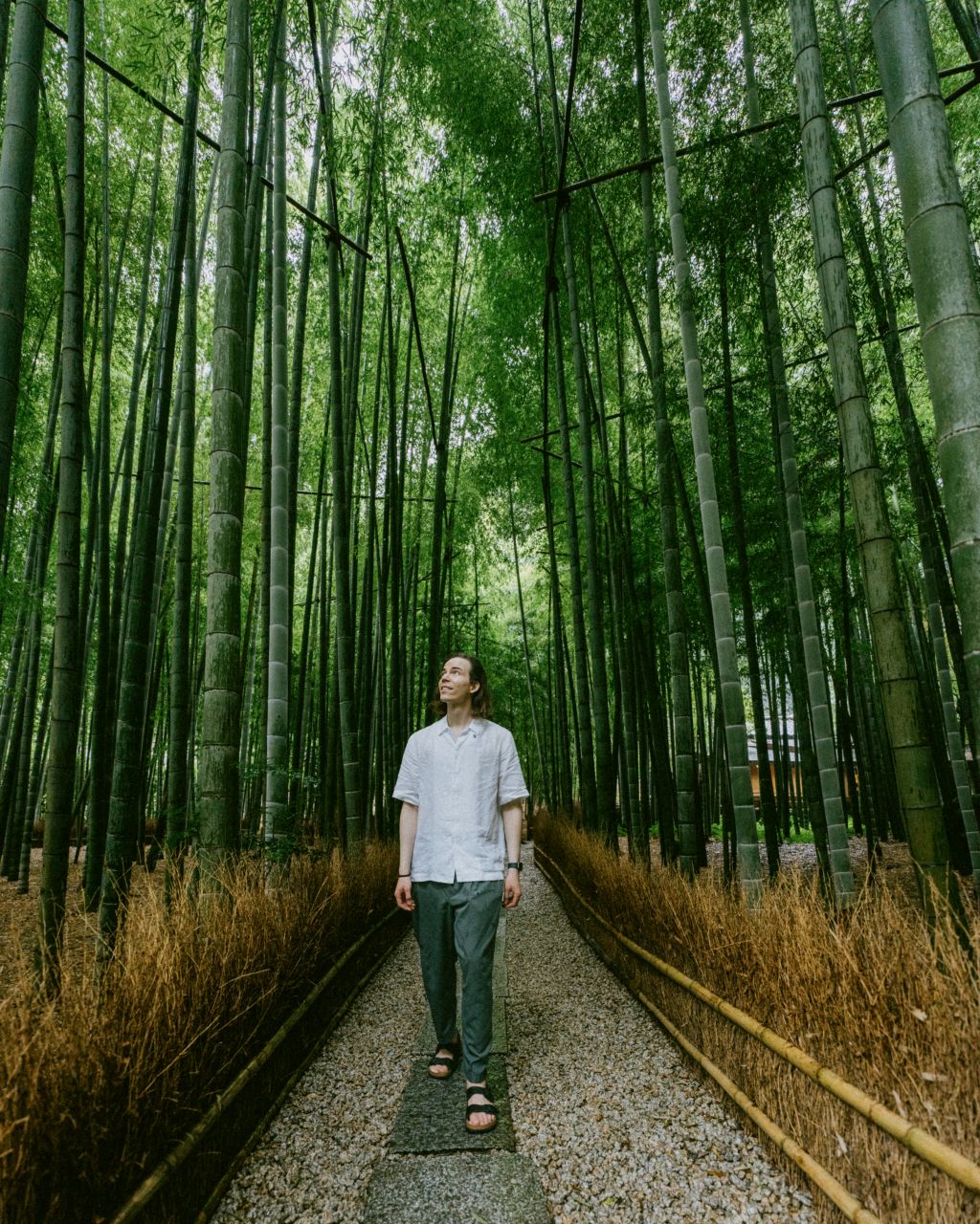 Man walking in the bamboo grove at Hokoku-ji Temple, Kamakura, Japan.