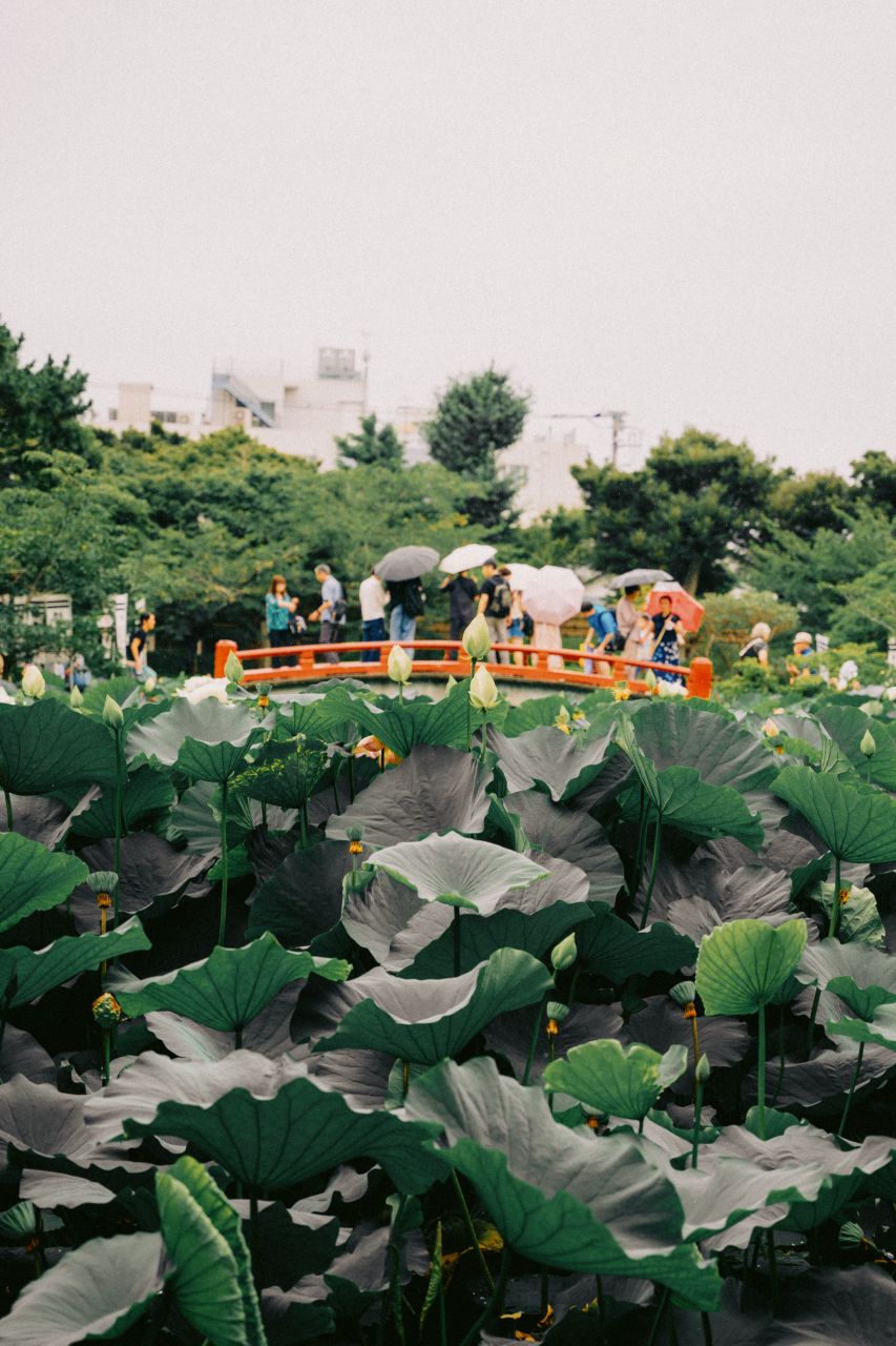 Red bridge at the lotus pond at Tsurugaoka Hachimangu, Kamakura, Japan.