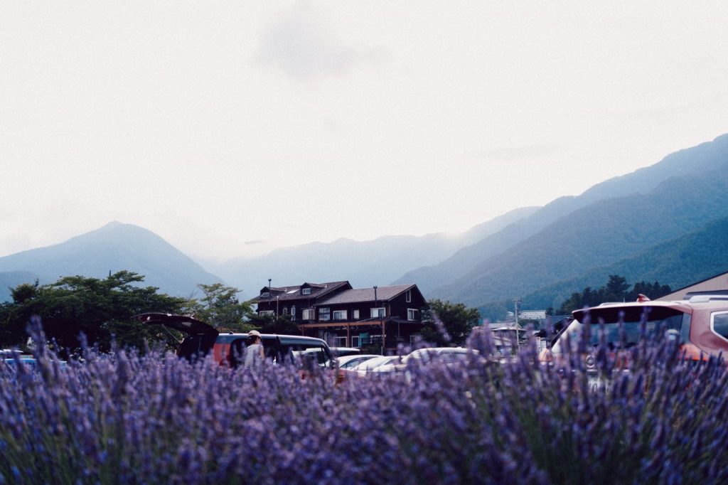 Lavender field with mountain view at sunset, Oishi Park, Kawaguchiko.