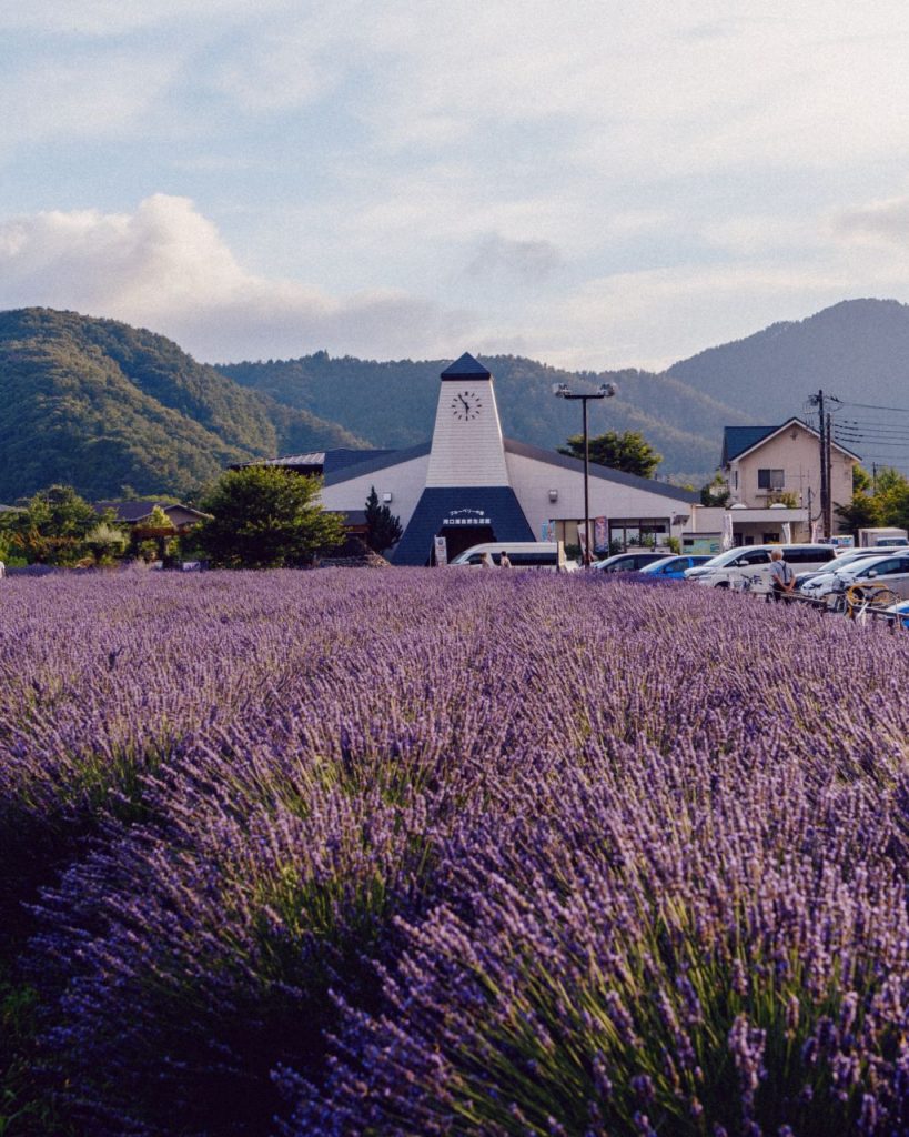 Lavender field illuminated by sunset at Oishi Park, Kawaguchiko.