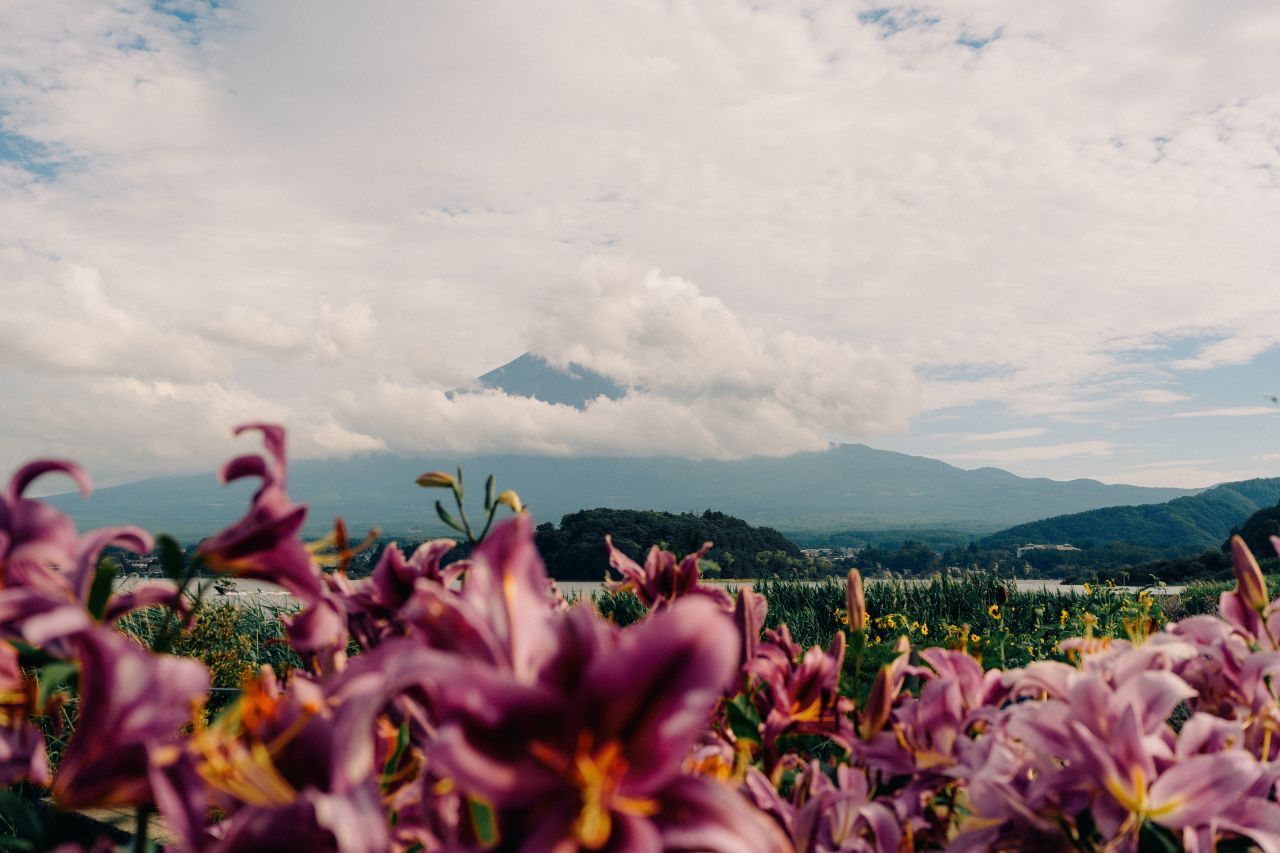 Pink lilies with Mount Fuji view at Oishi Park, Kawaguchiko.