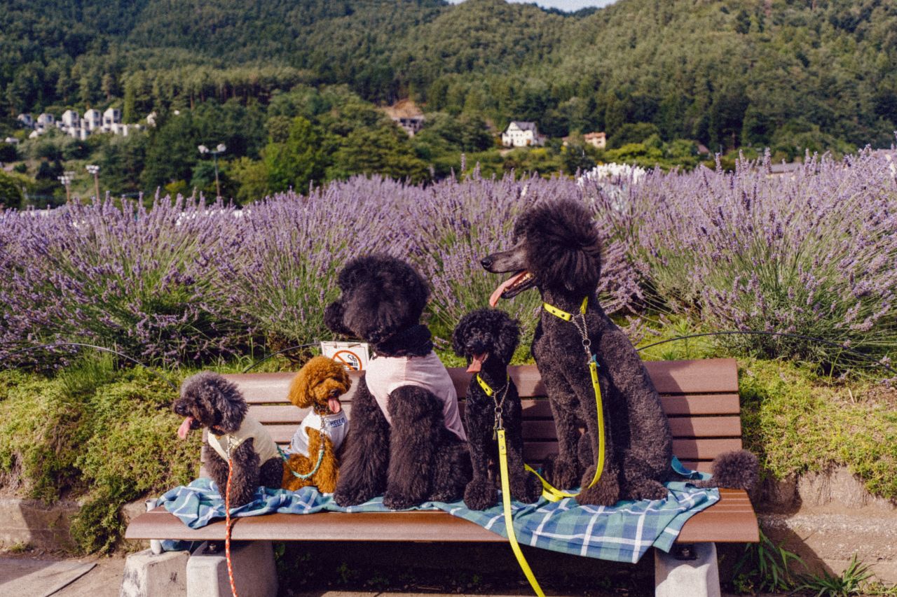 Five poodle dogs at Oishi Park in Kawaguchiko, Japan.