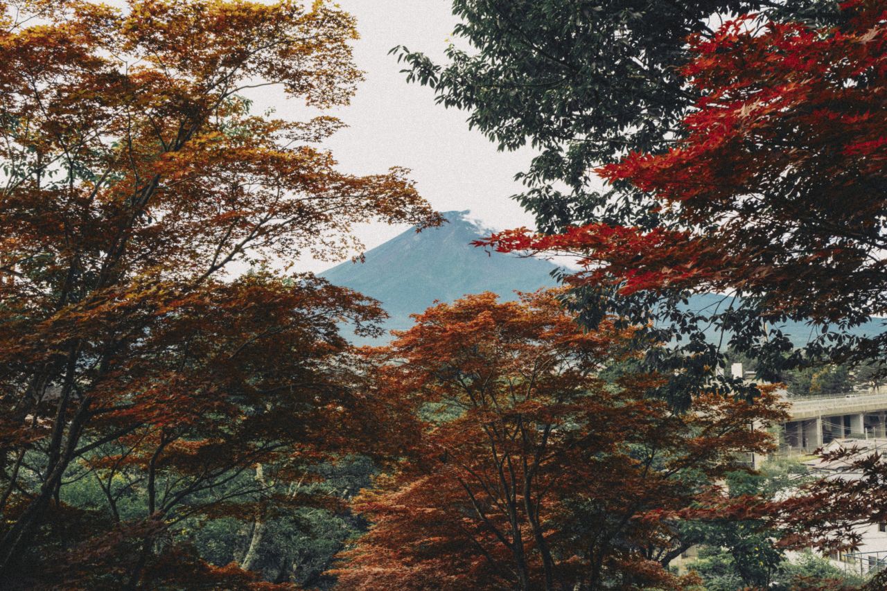 Mount Fuji viewed through vibrant red and yellow trees in Kawaguchiko.